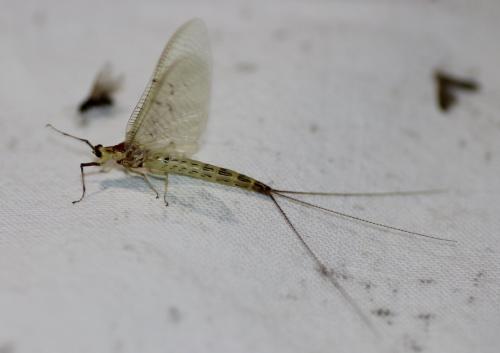 Ephemera lineata